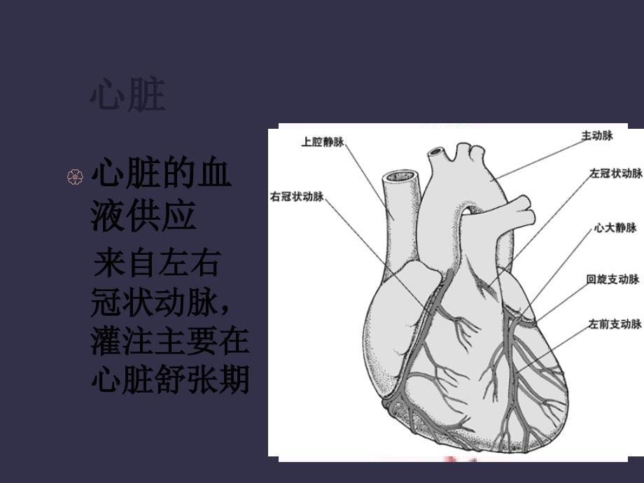 循环系统第一概述_第5页