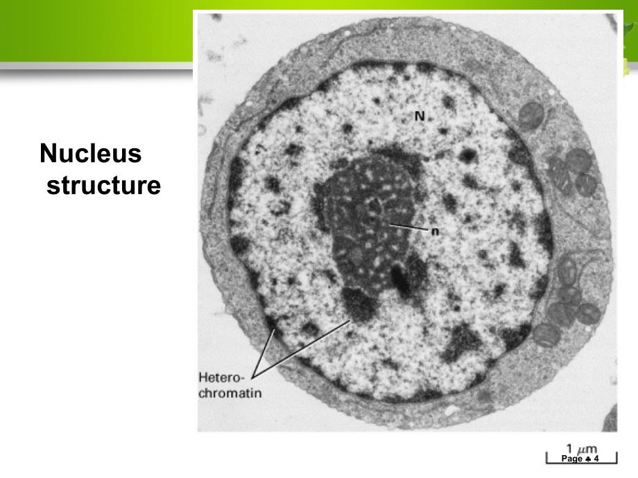 细胞核与染色体课件_第4页