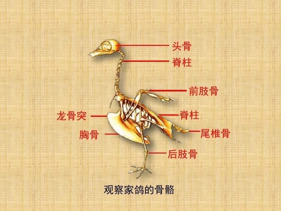 初中七年级生物上册222脊椎动物的主要类群第二课时名师优质课件新版济南版_第5页