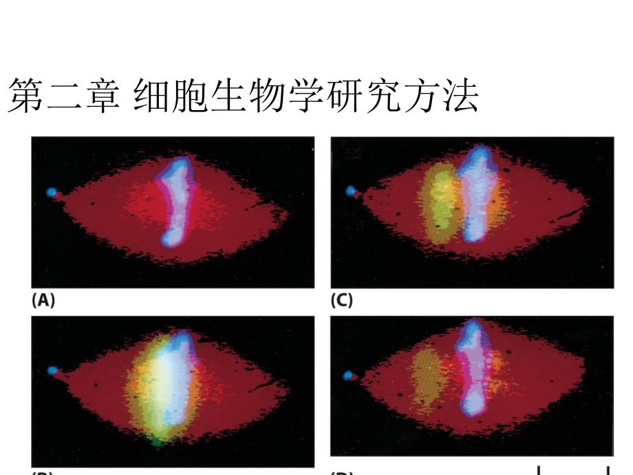 细胞生物学：第二章 细胞生物学研究方法_第1页