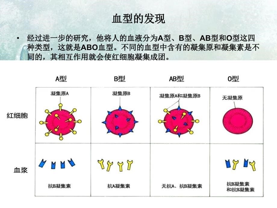 年级下册生物——输血与血型_第5页