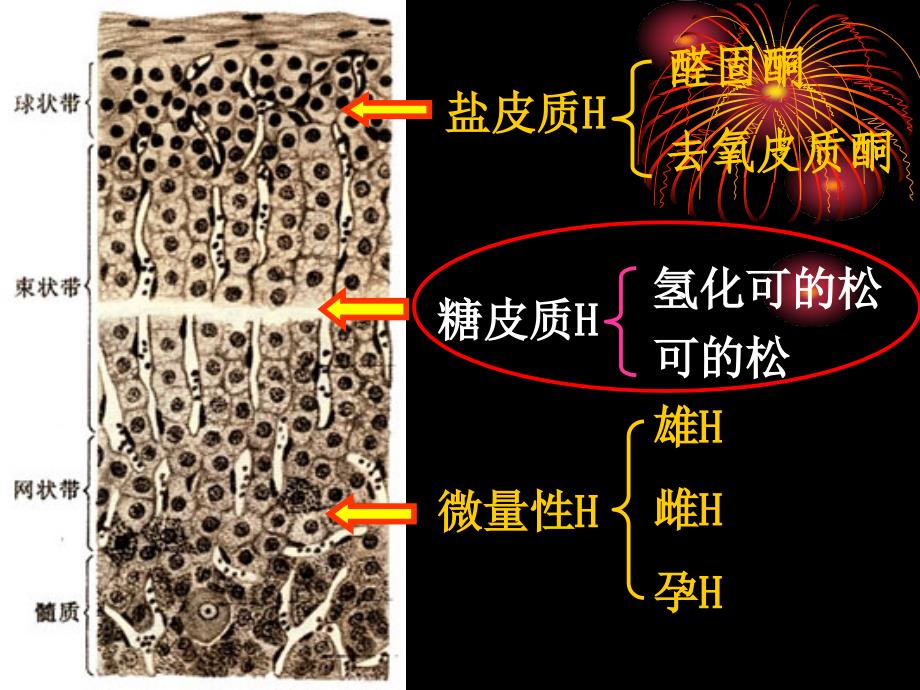 肾上腺皮质激素类药物七年制_第3页