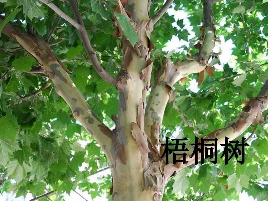 中班科学各种各样的树_第5页