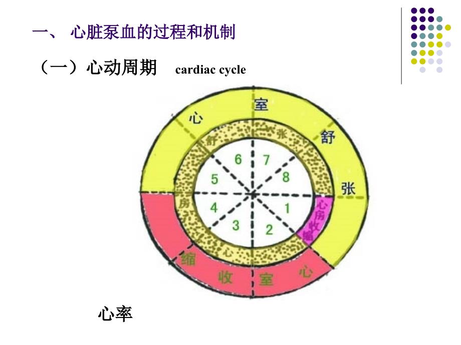 生理学课件_循环(人卫七版)(本)_第4页