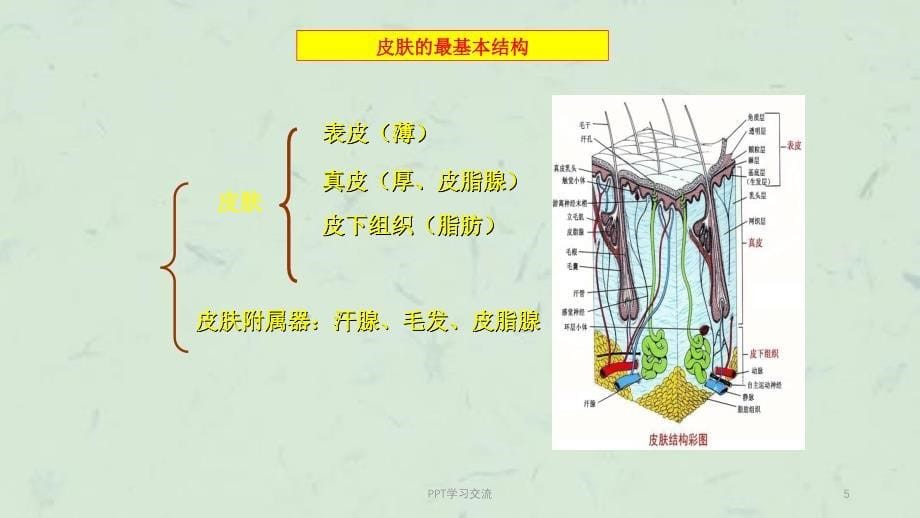 常见皮肤病的中药治疗课件_第5页