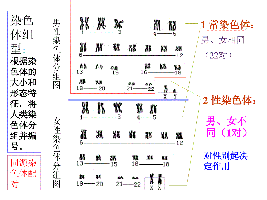 必修2性染色体与伴性遗传(修改)_第4页