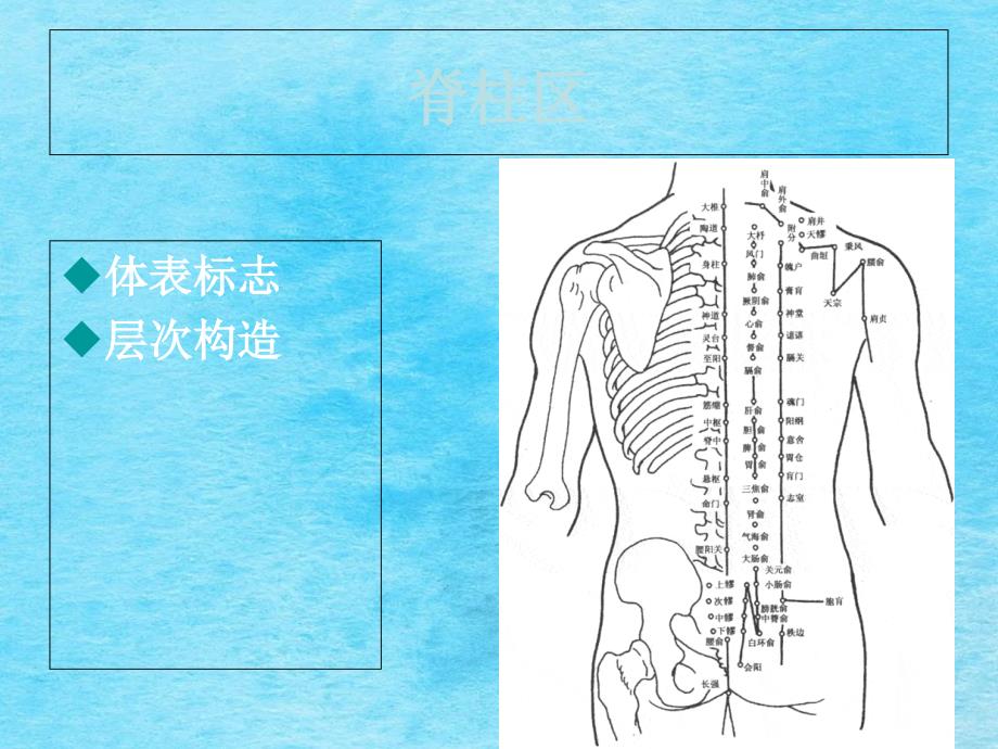 局部解剖背部ppt课件_第2页