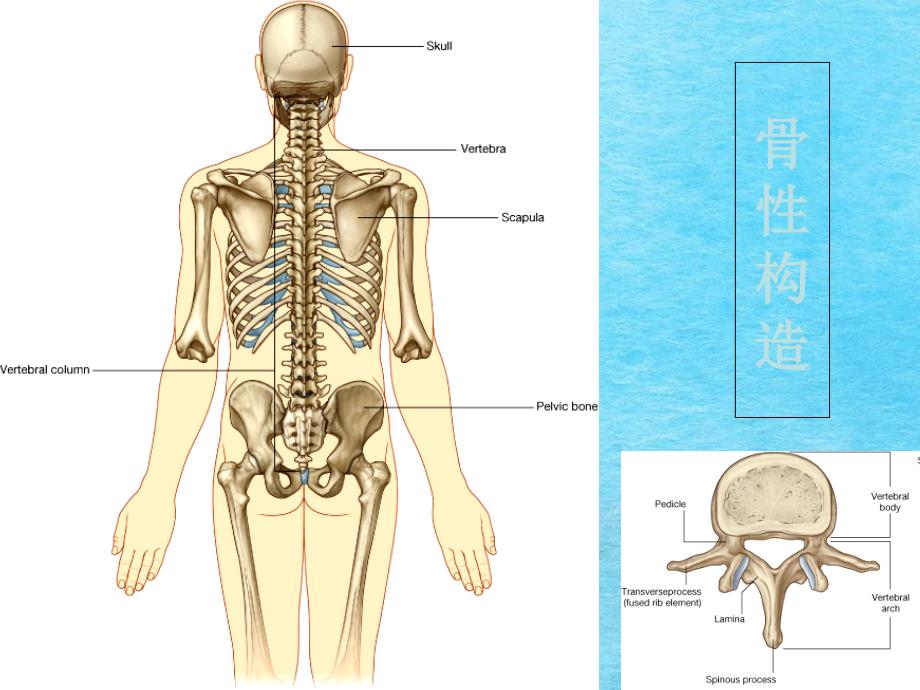 局部解剖背部ppt课件_第3页
