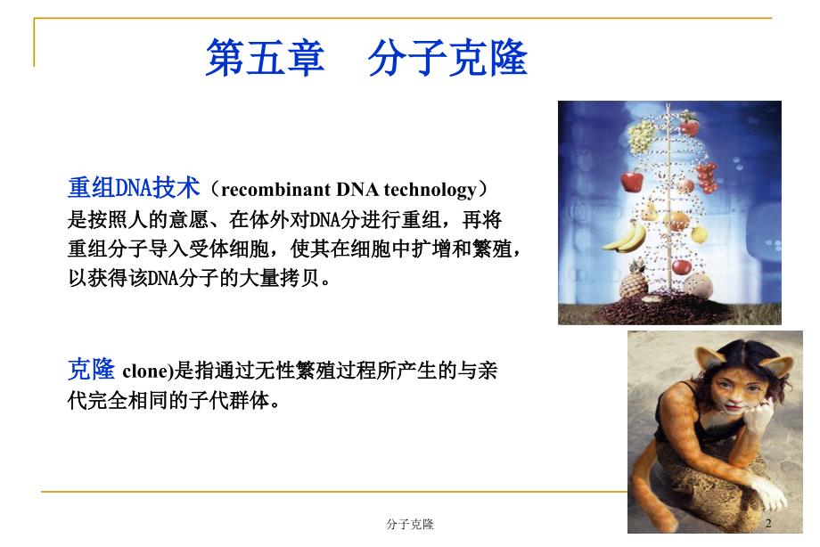 分子克隆课件_第2页