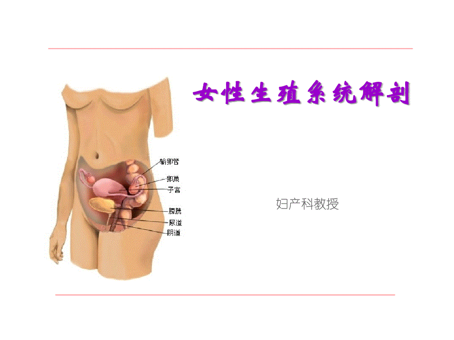 女性生殖系统解剖-本科生_第1页