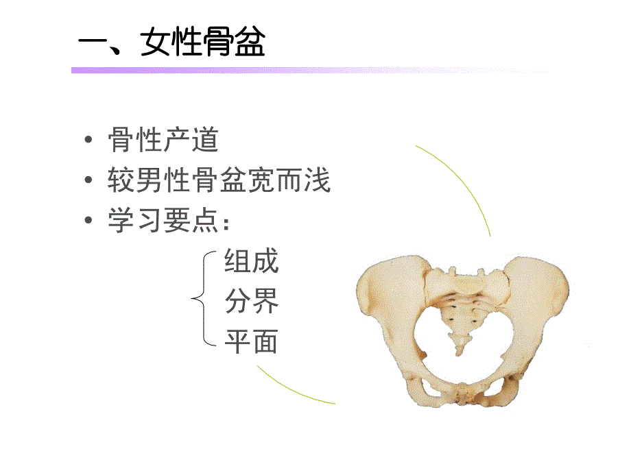 女性生殖系统解剖-本科生_第3页