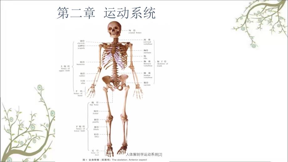 人体解剖学运动系统2_第1页