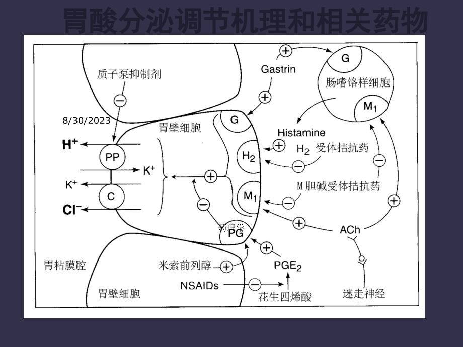 北京大学药理学课件第三十二作用于消化系统药物_第4页