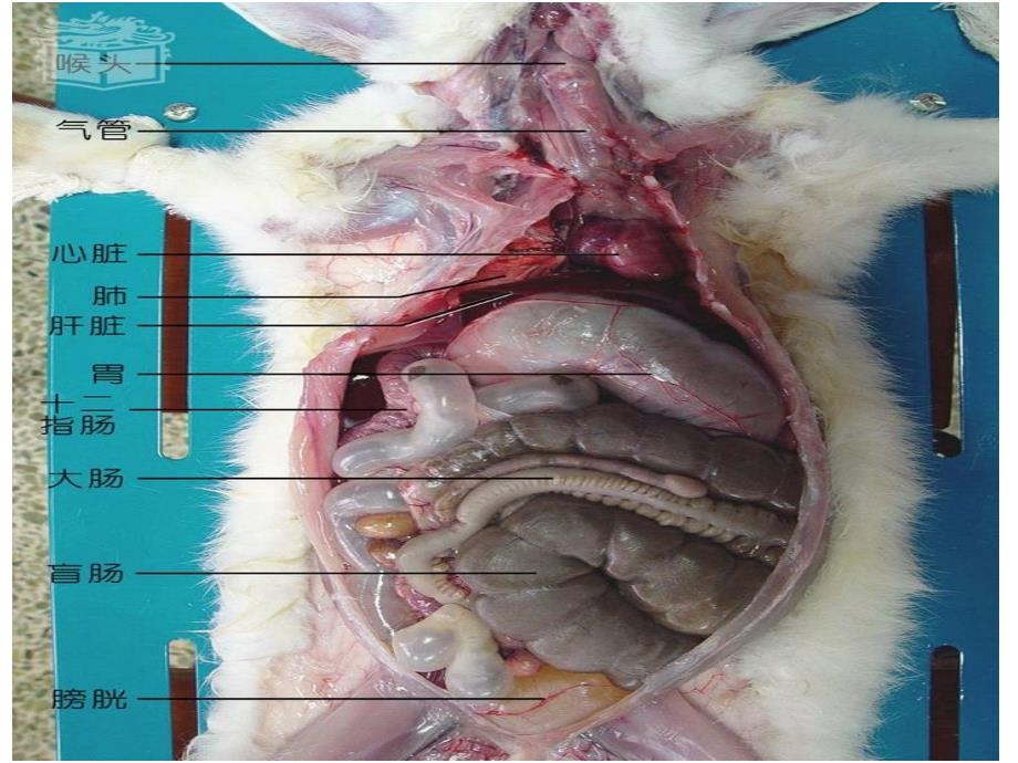 西南大学“+”兔业兔子的解剖特性_第2页