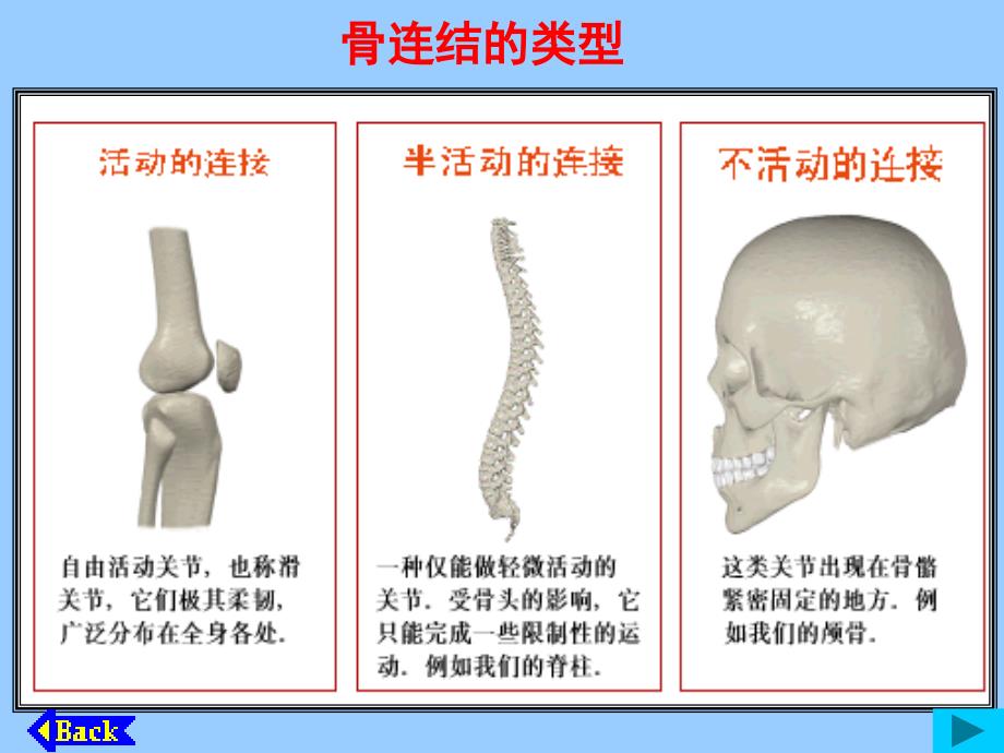 初一生物关节_第3页