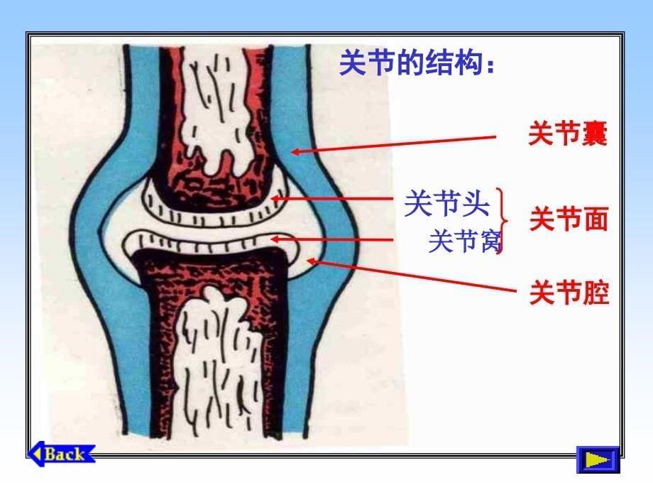 初一生物关节_第5页