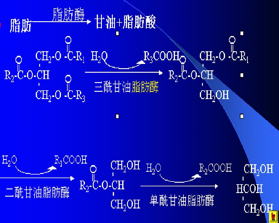 《脂类的代谢》PPT课件_第3页