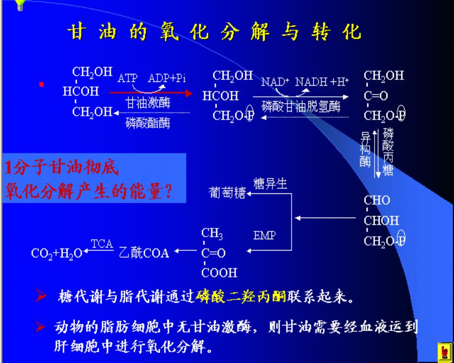 《脂类的代谢》PPT课件_第4页