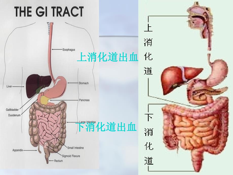 最新(内科护理学)第十二节上消化道大出血精选PPT文档_第1页