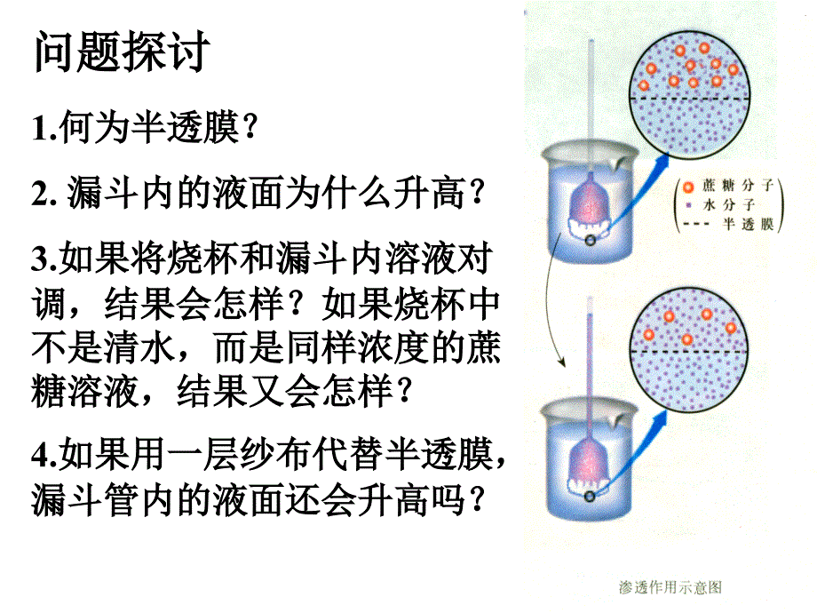 物质跨膜运输的实例_第2页