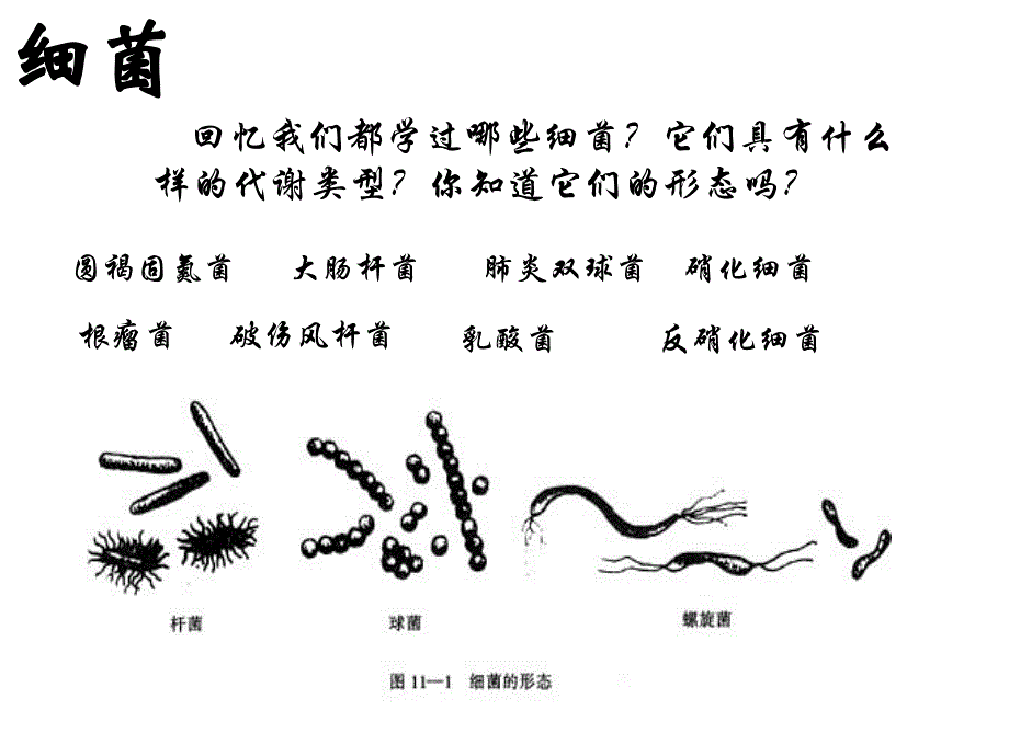 微生物的培养和分离_第3页