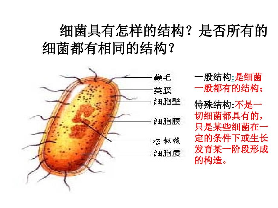 微生物的培养和分离_第4页