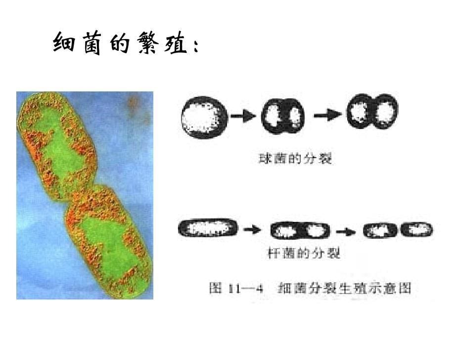 微生物的培养和分离_第5页