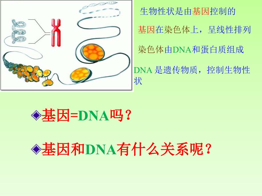 基因是DNA片段_第2页