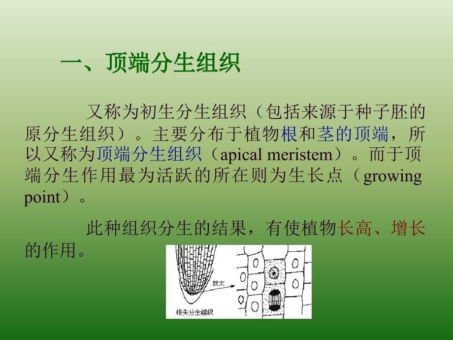 第二章植物的组织课件_第5页