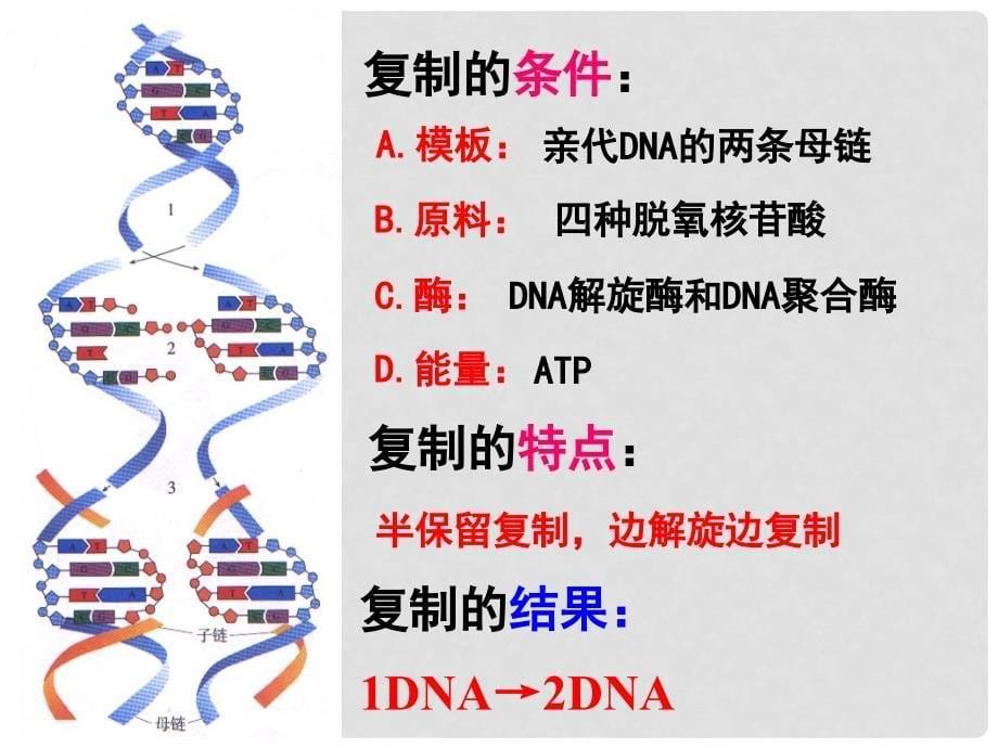 高中生物 遗传信息的传递课件 浙科版必修2_第5页