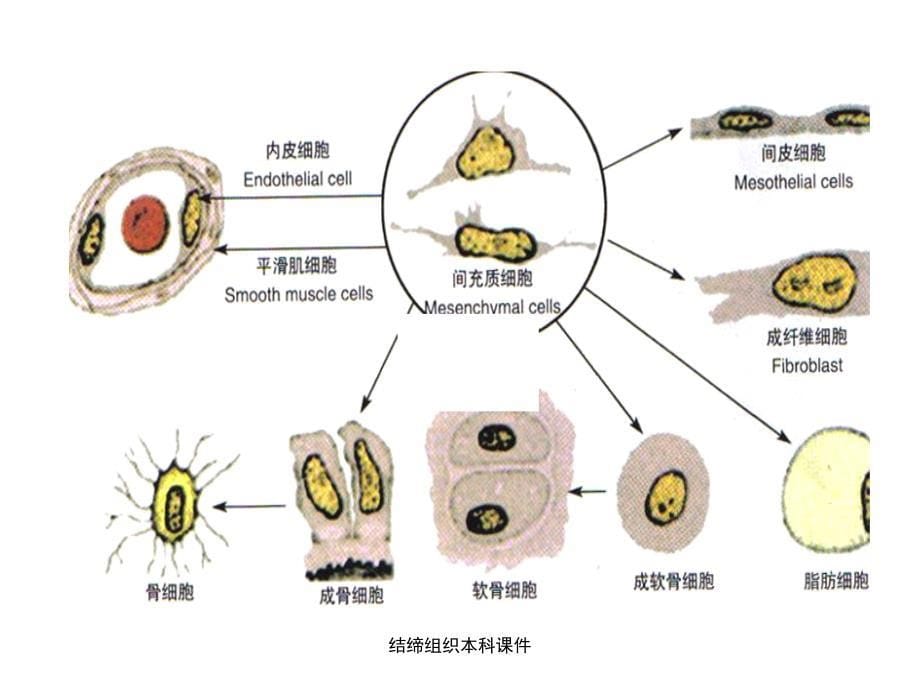 结缔组织本科课件_第5页