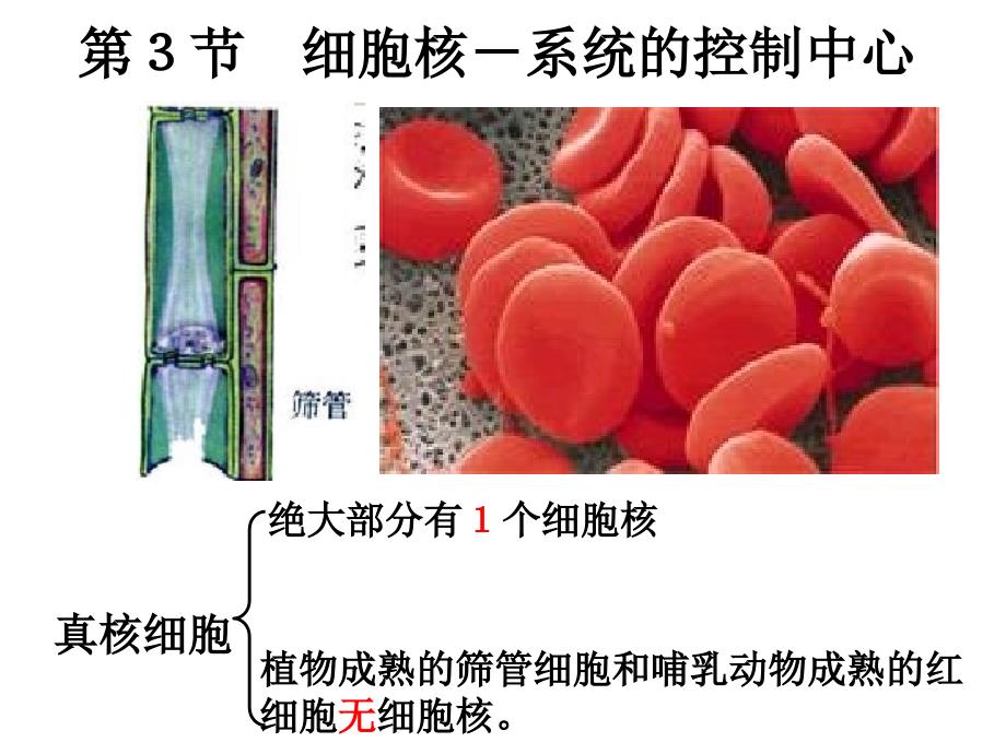 33细胞核课件（人教版必修一）_第2页