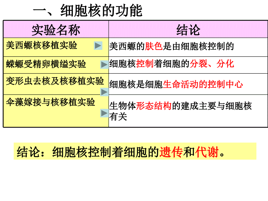 33细胞核课件（人教版必修一）_第3页