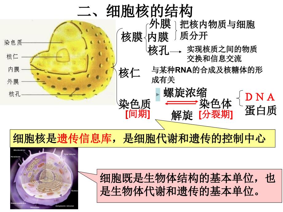 33细胞核课件（人教版必修一）_第4页