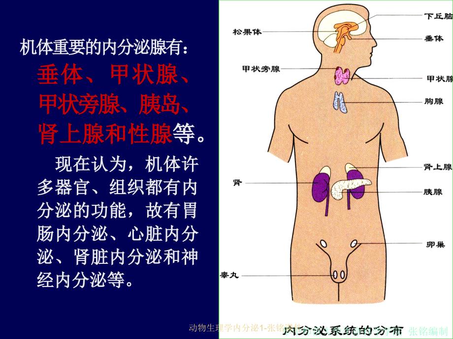 动物生理学内分泌1张铭课件_第4页