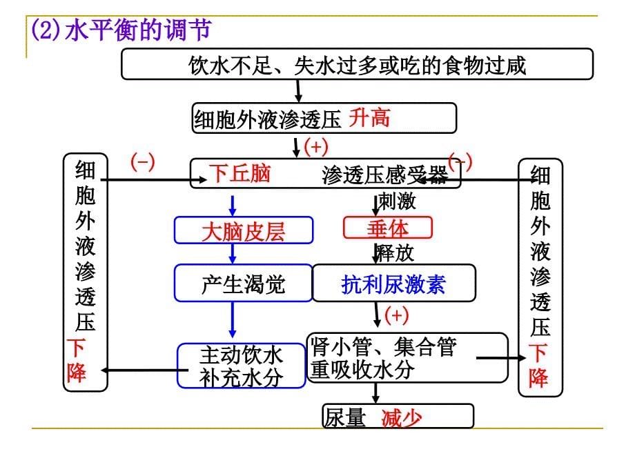 第12讲动物生命活动的调节yi2_第5页