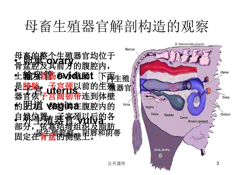 实验一动物生殖器官解剖构造的观察青苗书苑_第3页