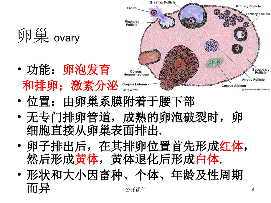 实验一动物生殖器官解剖构造的观察青苗书苑_第4页