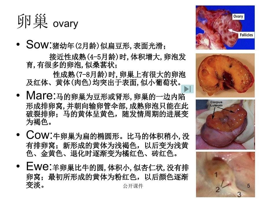 实验一动物生殖器官解剖构造的观察青苗书苑_第5页