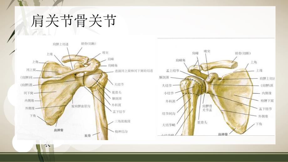 肩袖损伤的康复PPT课件_第4页