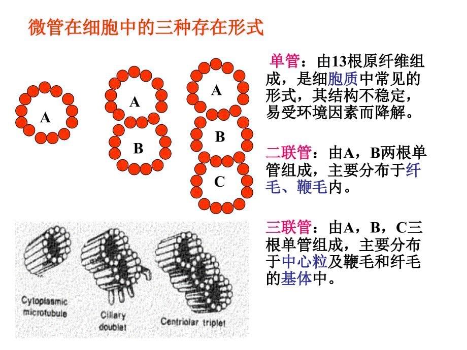 细胞生物学微管微丝_第5页