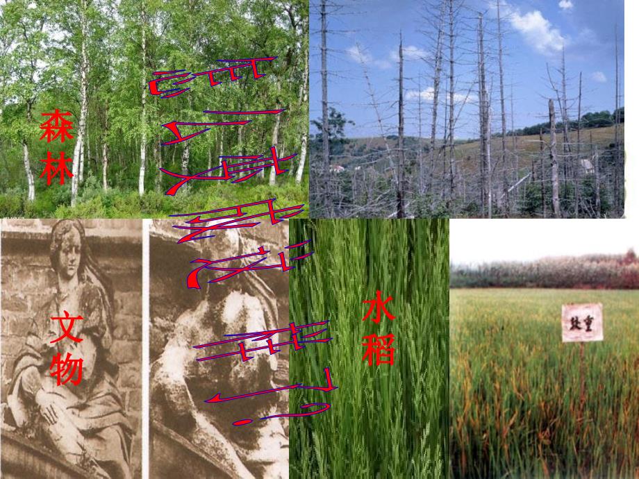 探究环境污染对生物的影响1课件_第4页