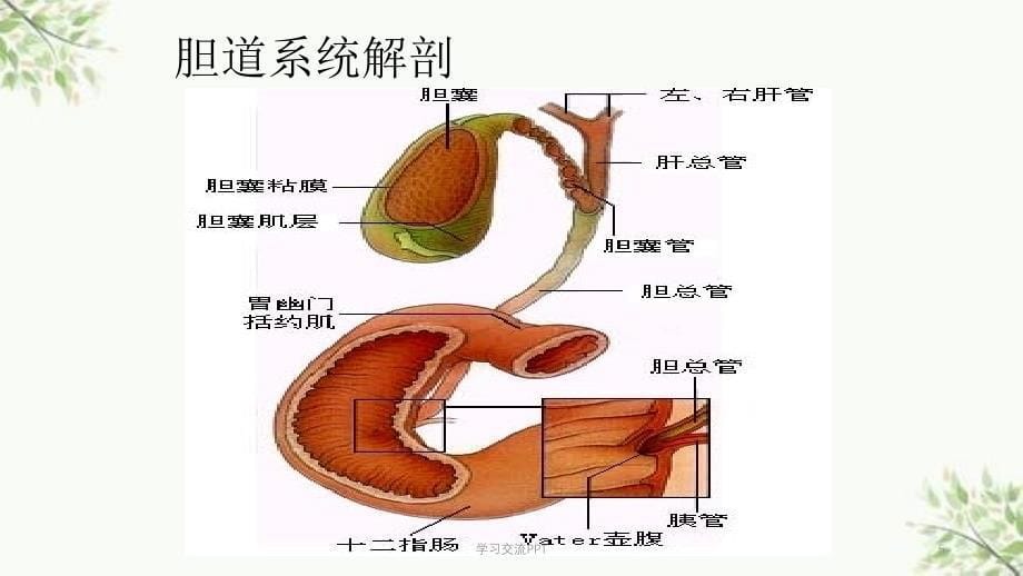 胆总管结石护理查房 课件_第5页