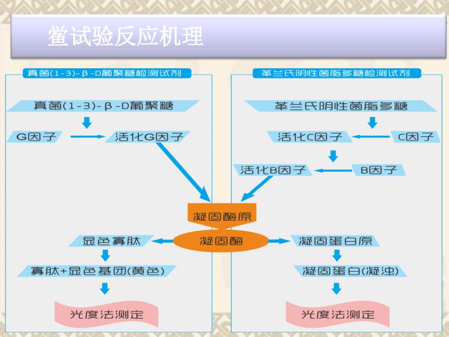 G试验检测及鲎试验检测_第4页