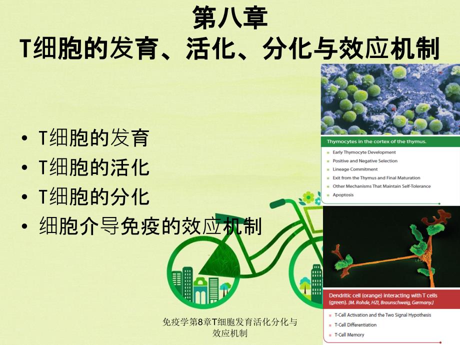 免疫学第8章T细胞发育活化分化与效应机制_第2页