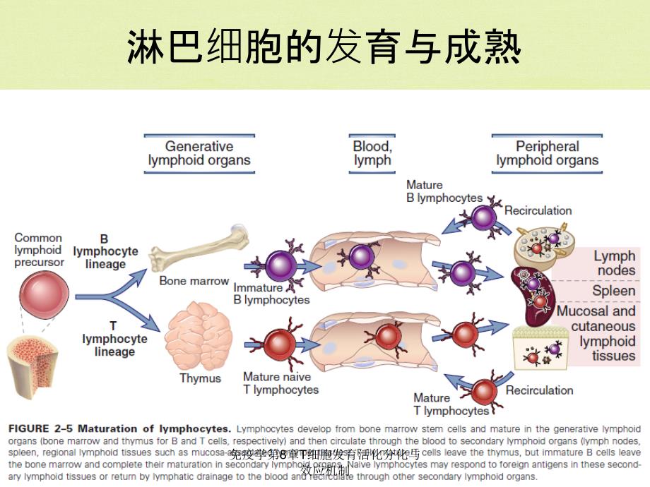 免疫学第8章T细胞发育活化分化与效应机制_第4页