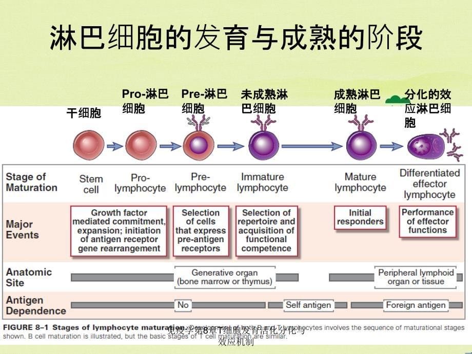 免疫学第8章T细胞发育活化分化与效应机制_第5页