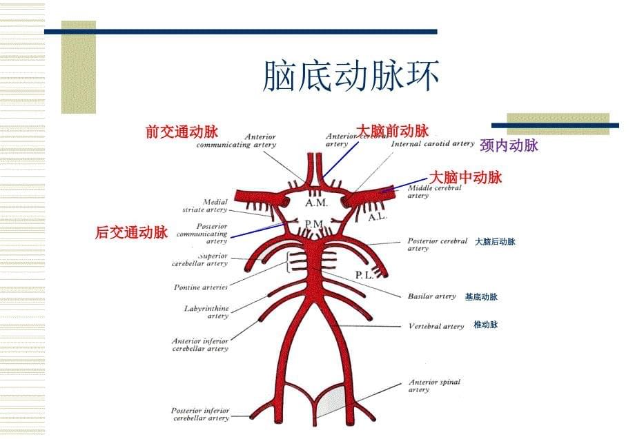 医学教学课件：第八章面颈部血管（2）及第九章淋巴_第5页