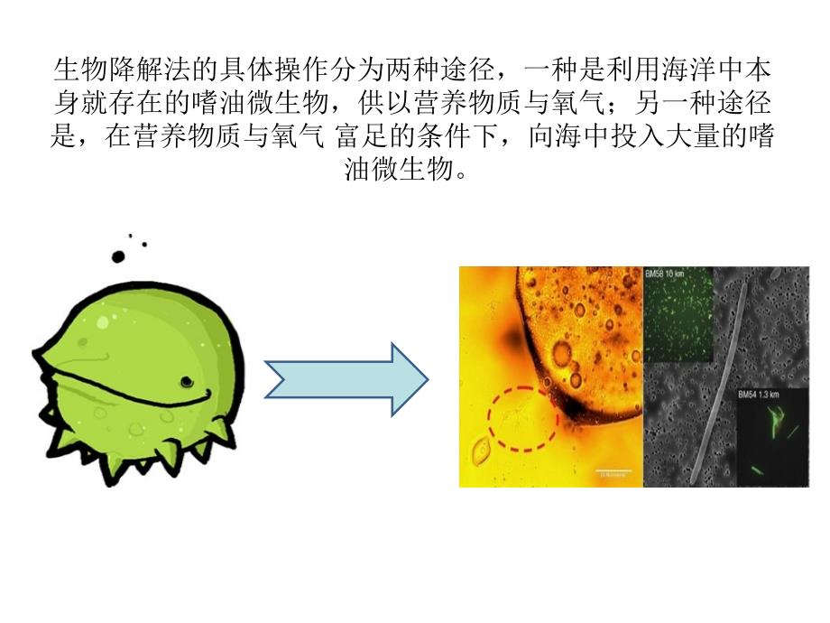 第四课-微生物技术课件_第4页