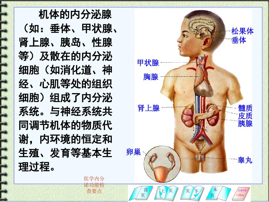 医学内分泌功能检查要点课件_第2页